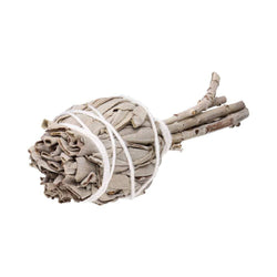 Kalifornischer Weißer Salbei "Fackel"